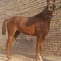 خریدار و فروشنده اسب نقدی|حیوانات مزرعه|قم, آلوچو|دیوار