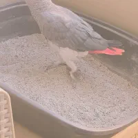 کاسکو دم قرمز سخنگو