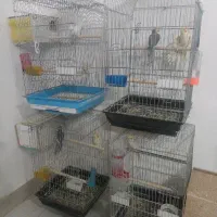 عروس هلندی مولد با جوجه وقفس کامل