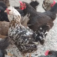 مرغ و خروس گلین ،گلپایگانی ،تخم مرغ