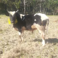 گوساله نر...|حیوانات مزرعه|محمودآباد, |دیوار