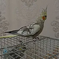 یک جفت عروس هلندی لوتیتو ابلغ|پرنده|شیراز, کوشک میدان|دیوار