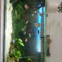 آکوارم ماهی