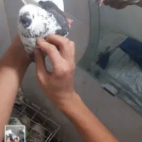 کفتر نر|پرنده|کوهدشت, |دیوار