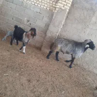 میش و بز