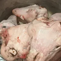 کله پاچه بره