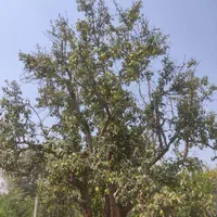 باغچه ۵۲۵متری(منطقه برند باغ کمال تنکمان)|فروش زمین و ملک کلنگی|تنکمان, |دیوار