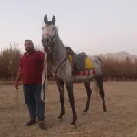 اسب نریان فروشی|اسب و تجهیزات اسبسواری|اراک, |دیوار