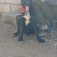 توله سگ سراب خراسان