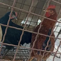 مرغ(وارگ)وخروس خوش رنگ جوان/جوجه ۳ماهه