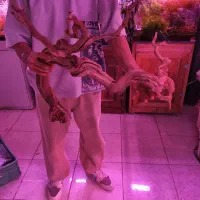 چوب اکواریوم  پلنت دیسکس سایز بزرگ