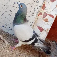 کبوتر دالکی