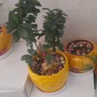 گلهای اپارتمانی