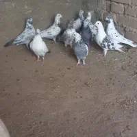 کبوتر فیت مطابق عکس|پرنده|بن, |دیوار