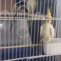 عروس هلندی نر و ماده