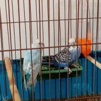 فروش پرنده