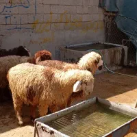 بره ماده