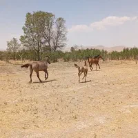 فروش سه عدد مادیان کرد