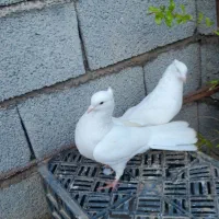 فروش تعدادی کبوتر