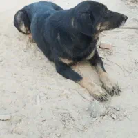 واگذاری دو قلاده سگ نگهبان|سگ|سمنان, |دیوار