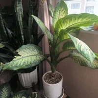 گل آپارتمانی|گل و گیاه طبیعی|کرج, حصارک بالا|دیوار