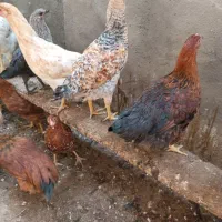 جوجه گلپایگان|حیوانات مزرعه|مه ولات, |دیوار