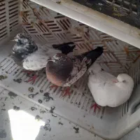 سه عدد کبوتر