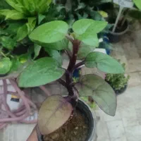 لوبیا سحر آمیز