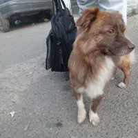 یک عدد سگ فروشی هستش|سگ|رشت, حمیدیان|دیوار