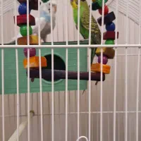 یک جفت مرغ عشق بسیار تمیز و زیبا