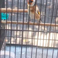 جوجه سهره درشت و کشیده مستی