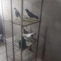 جفتکن کفتر کبوتر|لوازم جانبی حیوانات|گرمسار, |دیوار