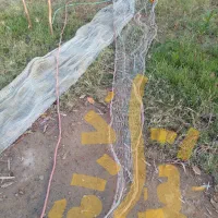 جل قایق حلوا|ماهیگیری|بمانی, |دیوار