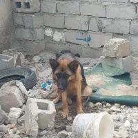 سگ ژرمن ماده باتوله