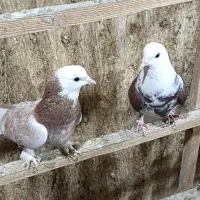 کفتر کبوتر جفت نرو ماده خال قشنگ جوجه داده هما