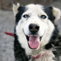 سگ هاسکی نر