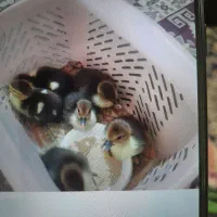 بچه اردک اسرائیلی