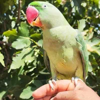 طوطی سبز رام یکساله معاوضه با سگ ژرمن نر مو بلند|پرنده|شیراز, معالی‌آباد|دیوار