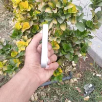 در حد نو|موبایل|یزد, |دیوار