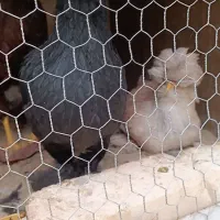 دو عدد نیمچه سلطان|حیوانات مزرعه|مبارکه, |دیوار