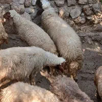 شک سنجابی اصیل|حیوانات مزرعه|سیروان, |دیوار