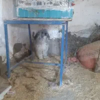 سگ پاکوتا|سگ|آشخانه, |دیوار