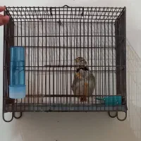 سهره شاه تخم مست بخون|پرنده|کرج, کوی امامیه|دیوار