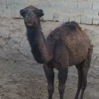 شتر|حیوانات مزرعه|بافق, |دیوار