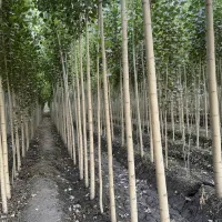 اشانتیـون رایـگان برای اولین 50 سفارش|خدمات باغبانی و درختکاری|ساوه, |دیوار