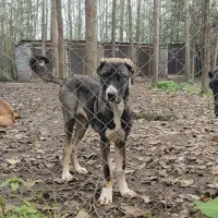 فروش توله سگ سرابی اصیل|سگ|رشت, جانبازان|دیوار