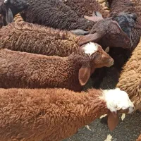 اربعین صفر محرم ربیع اول  ماه