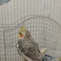 عروس هلندی|پرنده|خرمآباد, |دیوار