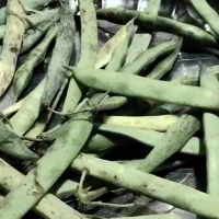 باقالی محلی گیلان
