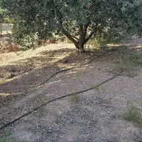 سوهانک